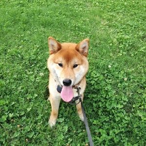 Meet your Posher, Ming